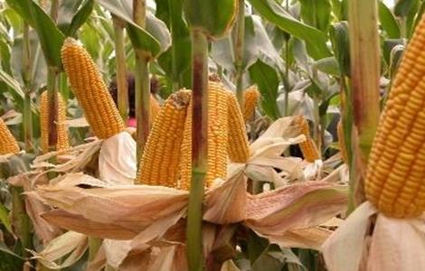 缩短玉米生育期促进其早熟的方法