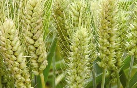 小麦早衰的原因及防治方法