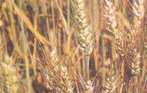 小麦早衰的原因及防治方法