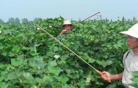 防治措施 棉花 死苗