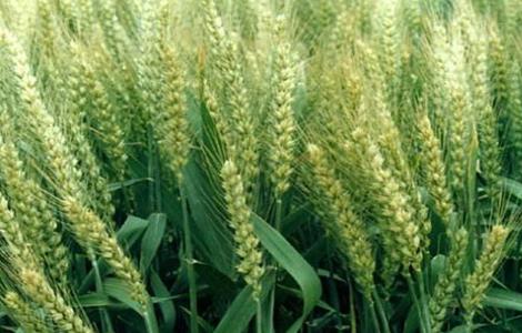 水稻根部 缺氧原因 防治方法