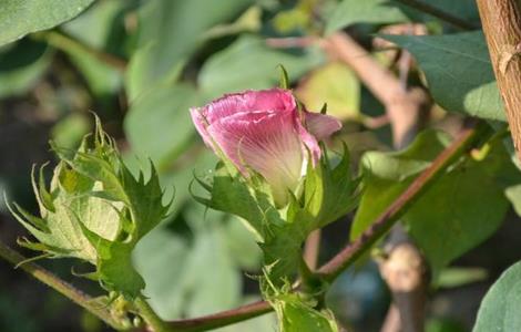 棉花 苗期管理 技术要点