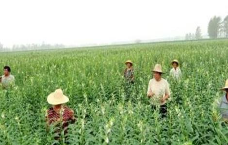 芝麻的施肥技术（芝麻的施肥技术是什么）