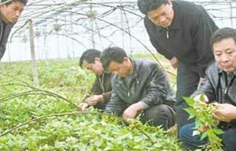 百部的种植技术（百部种植技术和产量）