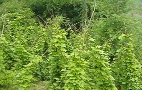 穿山龙的种植方法（穿山龙怎么种植）