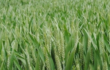 小麦 冬季施肥 注意事项