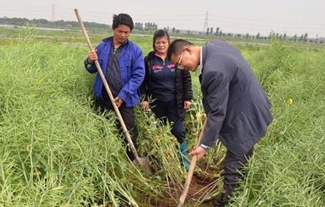 油菜种植的田间管理