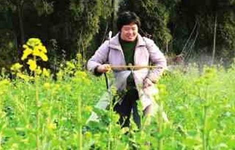 油菜种植的田间管理