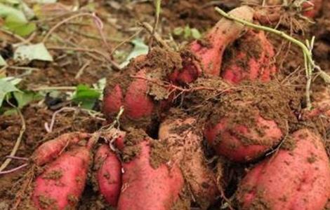 红薯膨大期该怎么管理 红薯膨大期怎样施肥