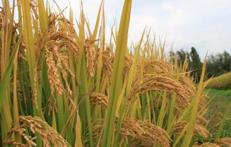 水稻种子发芽率低的原因 水稻种子不发芽的原因