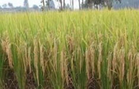 水稻种植后生长缓慢的原因 水稻种植后生长缓慢的原因有哪些