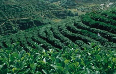 茶叶种植的注意事项 茶叶种植需要注意什么问题