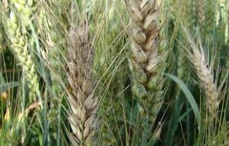 小麦赤霉病防治措施 小麦赤霉病防治措施有哪些