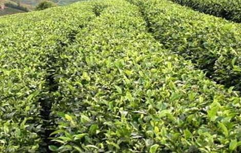 苦丁茶的种植技术（苦丁茶的种植技术视频）