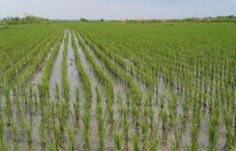 水稻分蘖过多解决措施