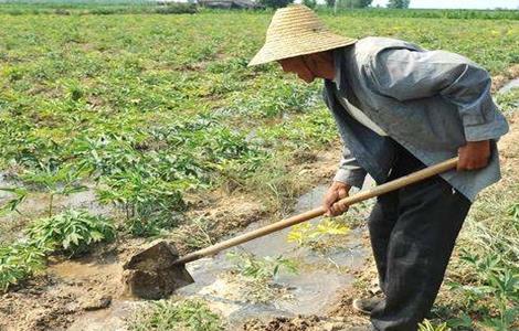 芝麻浇水时间和方法 芝麻先种后浇水可以吗