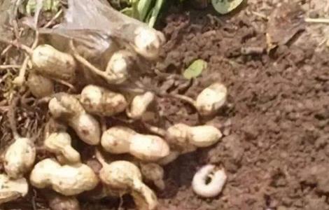 花生蛴螬发生原因及防治方法