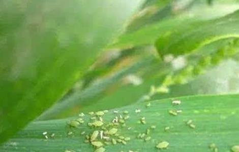 玉米蚜虫的防治方法（玉米蚜虫的防治方法有哪些）