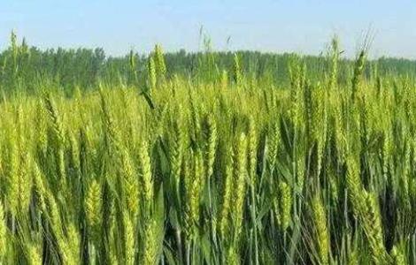 春小麦产量低的原因（影响小麦产量）