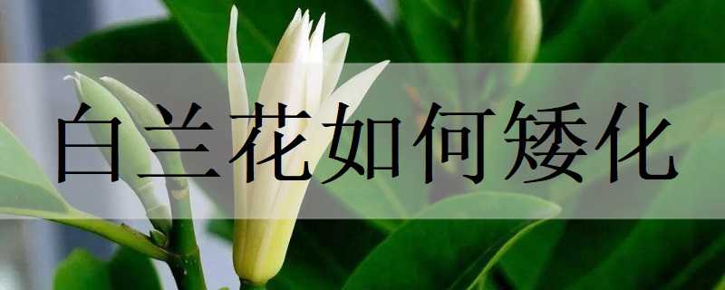 白兰花如何矮化（白兰花如何矮化养殖）