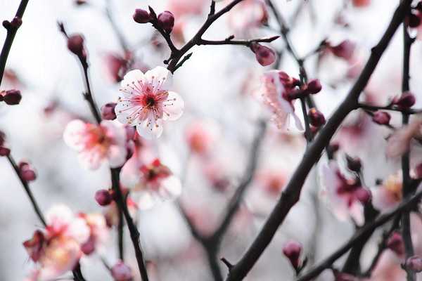 桃花开花时间是几月份 花期有多长