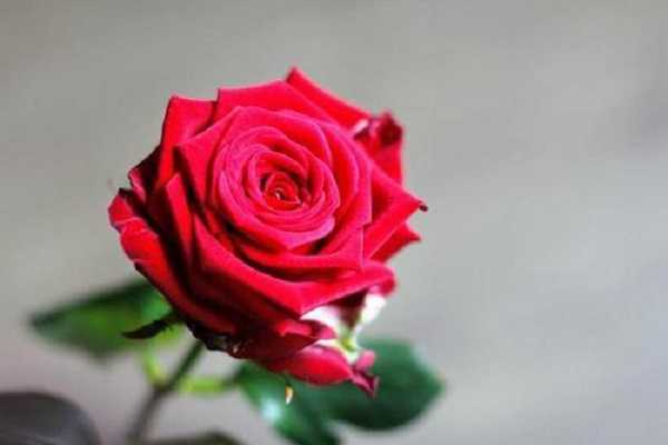 玫瑰是什么植物，玫瑰的功效与作用 玫瑰的功效与作用是什么