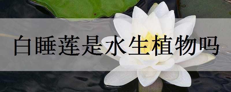 白睡莲是水生植物吗 白睡莲是水生植物吗为什么