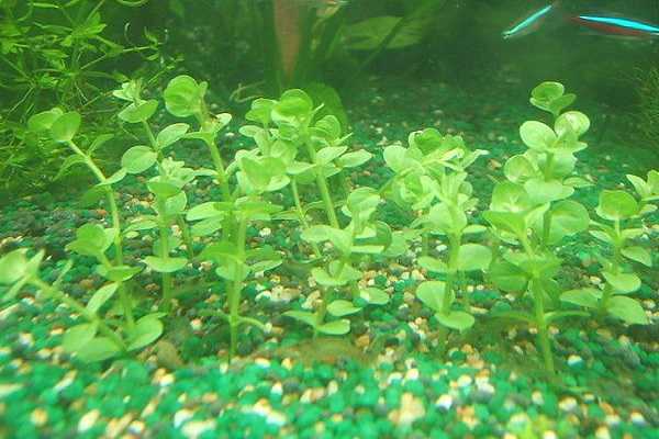沉水植物有哪些，什么是沉水植物（沉水植物和浮水植物）