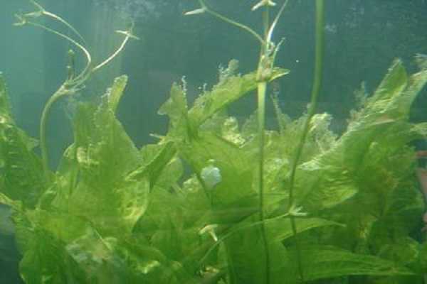 水下植物有哪些，养殖方法是什么 水下种植的植物
