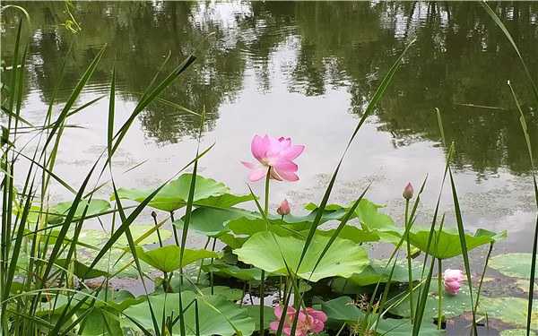 上海哪个公园荷花多，去哪里赏荷最好