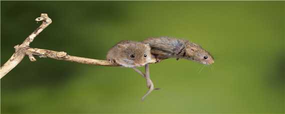老鼠的繁殖周期（老鼠的繁殖周期?如何消灭老鼠?）