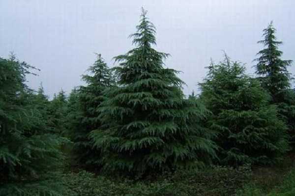 北方常见树种有哪些 北方常见的树种