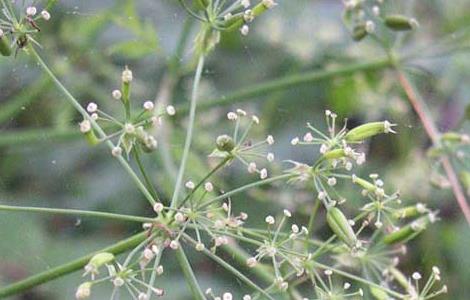 关防风种植技术