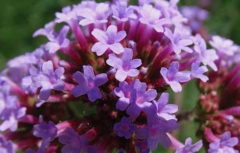 柳叶马鞭草花期和花语