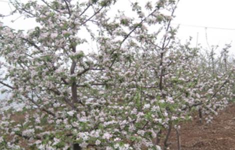 苹果倒春寒后的管理措施 苹果倒春寒怎样预防