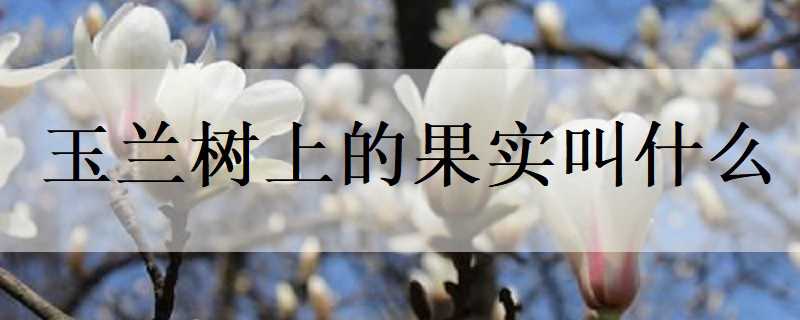 玉兰树上的果实叫什么（玉兰树的果实是什么）