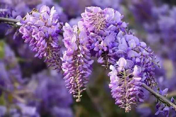 紫藤花芽与花苞区别，如何区分两者（紫藤花芽与花苞区别,如何区分两者不同）