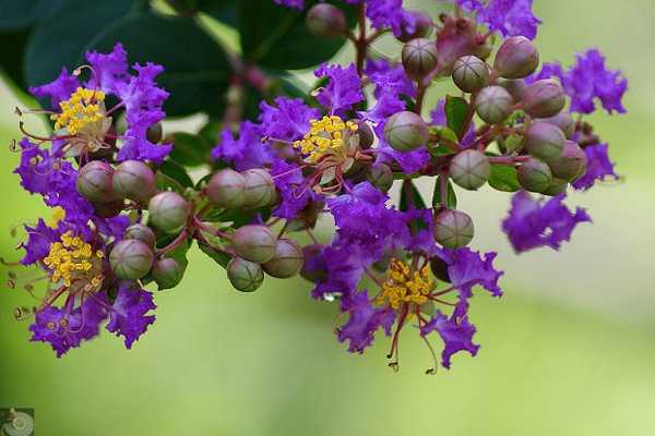 紫薇花能吃吗，怎样种植紫薇花 紫薇花如何种植