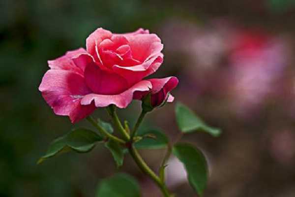 春季月季花怎么扦插 方法有哪些