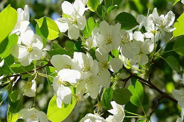 梨树几月份开花，梨花的含义及作用（梨树几月份开花,梨花的含义及作用是什么）