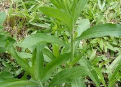 茼蒿种植技术和注意事项介绍（茼蒿的种植方法以及日常管理）