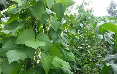 芸豆的种植技术