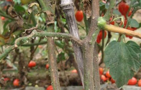 番茄枯萎病防治技术 番茄枯萎病的症状及防治方法