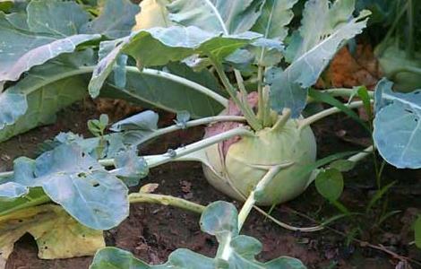 芥菜疙瘩种植技术