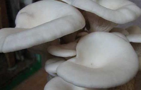 凤尾菇高产栽培技术 凤尾菇高产栽培技术与管理