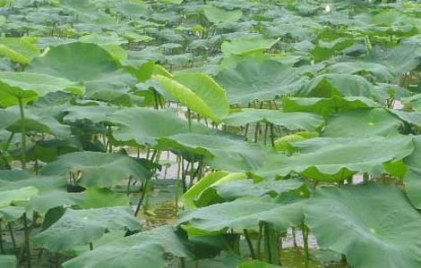 种植莲藕