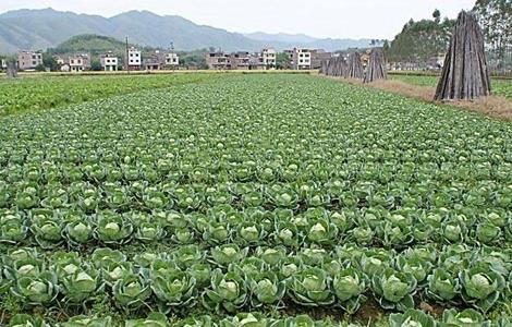 卷心菜的种植时间和方法