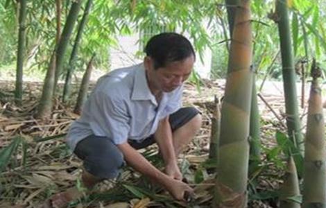 竹笋的种植技术 竹笋的种植技术与管理