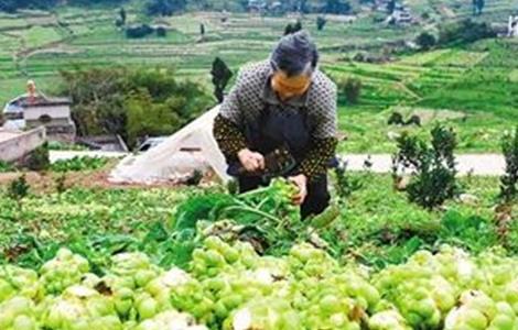 栽培 技术 榨菜