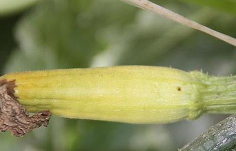 西葫芦化瓜的原因及预防措施 如何预防西葫芦化瓜